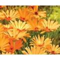 Barberton Daisy - Gerbera jamesonii - Indigenous South African Perennial - 5 Seeds