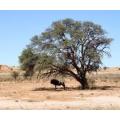 Acacia Erioloba - Kalahari Camel Thorn Tree - Indigenous South African Tree - 10 Seeds