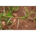 Acacia Borleae - Sticky Thorn Tree - Indigenous South African Tree - 10 Seeds
