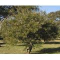 Vachellia / Acacia davyi - Cork Thorn Tree - Indigenous South African Tree - 10 Seeds