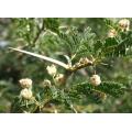 Vachellia / Acacia grandicornuta - Horned Thorn Tree - Indigenous South African Tree - 10 Seeds