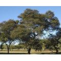 Vachellia / Acacia karroo - Sweet Thorn Tree - Indigenous South African Tree - 10 Seeds