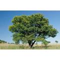 Acacia Natalitia - Karoo Hayne Acacia - Indigenous South African Tree - 10 Seeds