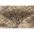 Vachellia / Acacia reficiens - Red Bark Acacia - Indigenous South African Tree - 10 Seeds