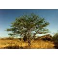 Vachellia / Acacia robusta - Brack Thorn Tree - Indigenous South African Tree - 10 Seeds