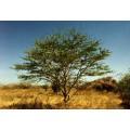 Vachellia / Acacia robusta - Brack Thorn Tree - Indigenous South African Tree - 10 Seeds