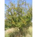 Acacia Swazica - Swaziland Thorn Tree - Indigenous South African Tree - 10 Seeds