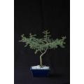 Vachellia / Acacia tortilis - Israeli Babool Tree - Indigenous South African Tree - 10 Seeds