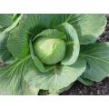 Giant Drumhead Cabbage - Brassica Oleracea - Vegetable - 25 Seeds