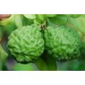 Thai Kaffir Lime - Citrus Hystrix - Exotic Thai Fruit - 5 Seeds