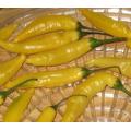 Aji Lemon Pepper - Capsicum Annuum - Chilli Pepper - 5 Seeds