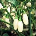 Peruvian White Lightning Habanero - Capsicum Chinense - Chilli Pepper - 5 Seeds