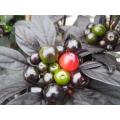 Black Pearl - Capsicum Annuum - Chilli Pepper - 5 Seeds