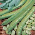Aquadulce Broad Beans - Vicia faba - Vegetable - 5 Seeds