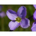 Heliophila Linoides - Indigenous South African Annual - 10 Seeds
