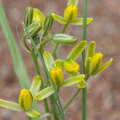 Albuca Aurea - Indigenous South African Bulb - 10 Seeds