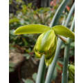 Albuca Glauca - Indigenous South African Bulb - 10 Seeds