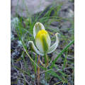 Albuca Humilis - Indigenous South African Bulb - 10 Seeds
