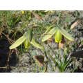 Albuca Juncifolia - Indigenous South African Bulb - 10 Seeds