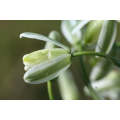 Albuca Maxima - Indigenous South African Bulb - 10 Seeds