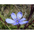 Aristea Confusa - Indigenous South African Bulb - 10 Seeds