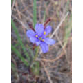 Aristea Dichotoma - Indigenous South African Bulb - 10 Seeds