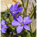 Aristea Monticola - Indigenous South African Bulb - 10 Seeds