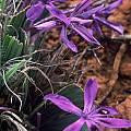 Babiana Flabellifolia - Indigenous South African Bulb - 5 Seeds