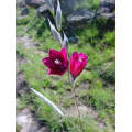 Dierama Reynoldsii - Indigenous South African Bulb - 5 Seeds