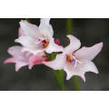 Gladiolus Carneus - Indigenous South African Bulb - 5 Seeds