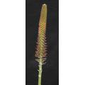 Kniphofia Typhoides - Indigenous South African Bulb - 5 Seeds