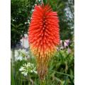 Kniphofia Uvaria - Indigenous South African Bulb - 5 Seeds