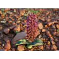Lachenalia Violacea - Indigenous South African Bulb - 10 Seeds