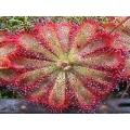 Drosera Aliciae - Indigenous South African Carnivorous Plant - 10 Seeds