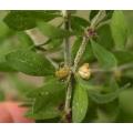 Pollichia Campestris - Indigenous South African Perrenial Shrub - 10 Seeds