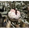 Leucadendron Album - Indigenous South African Protea - 5 Seeds