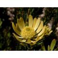 Leucadendron Chamelaea - Indigenous South African Protea - 5 Seeds