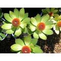 Leucadendron Laureolum - Indigenous South African Protea - 5 Seeds