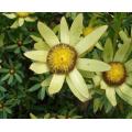 Leucadendron Sessile - Indigenous South African Protea - 5 Seeds