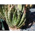 Aloe Aculeata - Indigenous South African Succulent - 10 Seeds