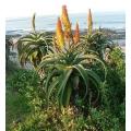 Aloe Africana - Indigenous South African Succulent - 10 Seeds