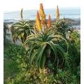 Aloe Africana - Indigenous South African Succulent - 10 Seeds