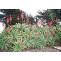 Aloe Arborescens - Indigenous South African Succulent - 10 Seeds
