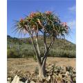Aloidendron barberae / Aloe bainsii - Indigenous South African Succulent - 10 Seeds
