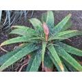 Aloe Barbertoniae - Indigenous South African Succulent - 10 Seeds
