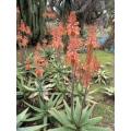 Aloe Burgerfortensis - Indigenous South African Succulent - 10 Seeds