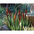 Aloe Castanea - Indigenous South African Succulent - 10 Seeds