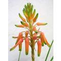 Aloe Cooperi - Indigenous South African Succulent - 10 Seeds