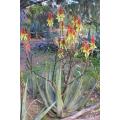 Aloe Cryptopoda - Indigenous South African Succulent - 10 Seeds