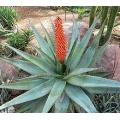 Aloe Ferox - Indigenous South African Succulent - 10 Seeds